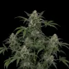 Haze Auto