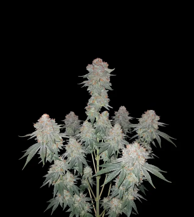 Hindu Kush