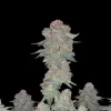 Hindu Kush