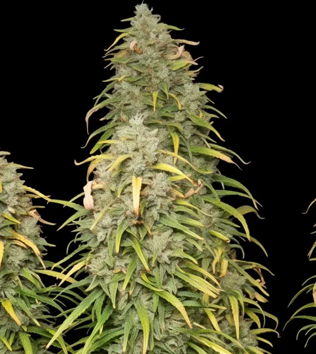 Lemon Kush F1