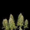 Lemon Kush F1