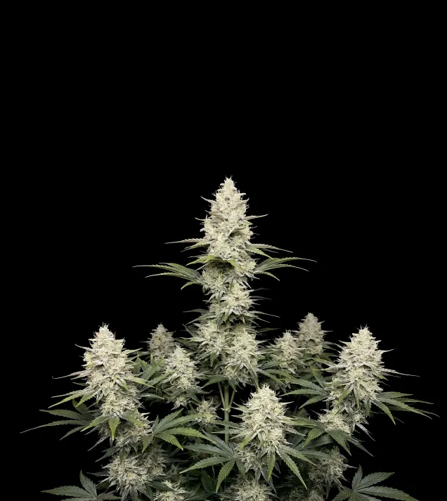 Kush Mints Regular