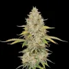 Lemon Kush