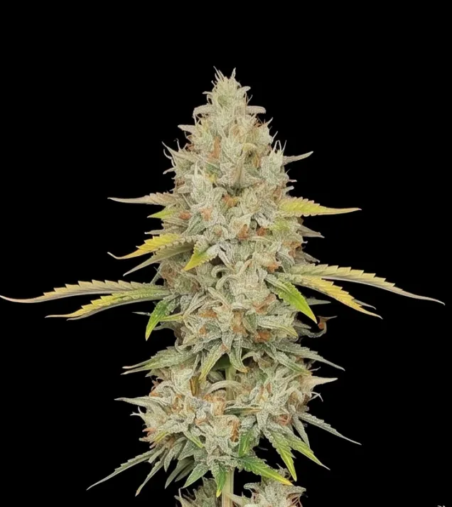 Lemon Kush