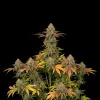 Master Kush
