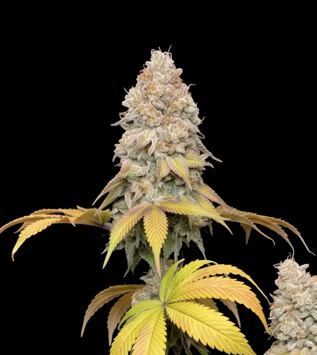 Master Kush Regular