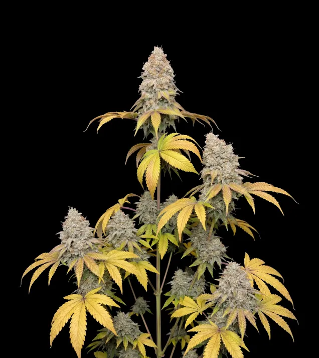Master Kush Regular