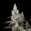 Mimosa F1