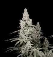 Mimosa F1