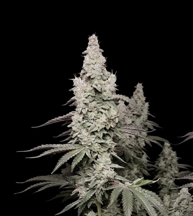 Mimosa F1