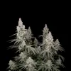Mimosa F1