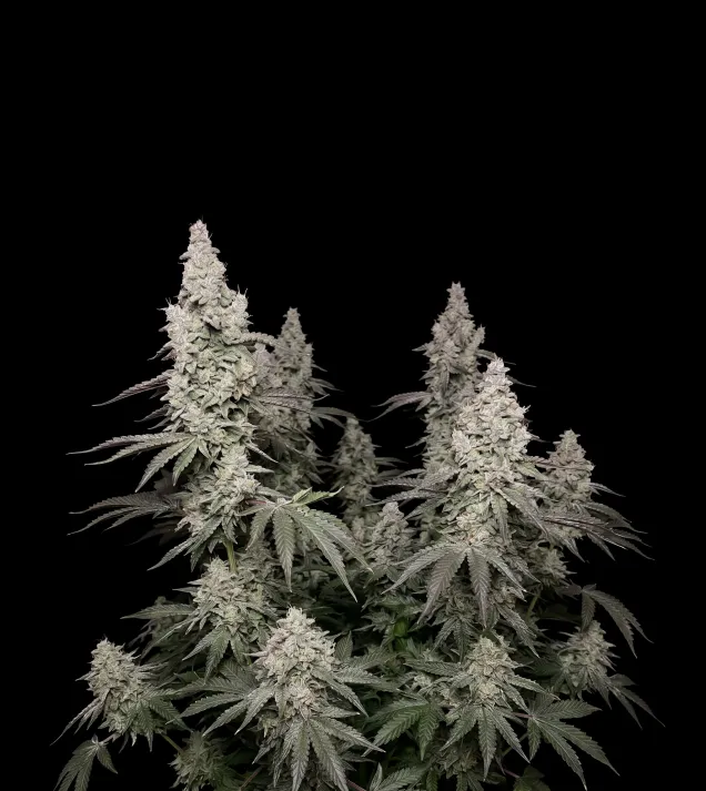 Mimosa F1