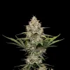 Moby Dick Auto