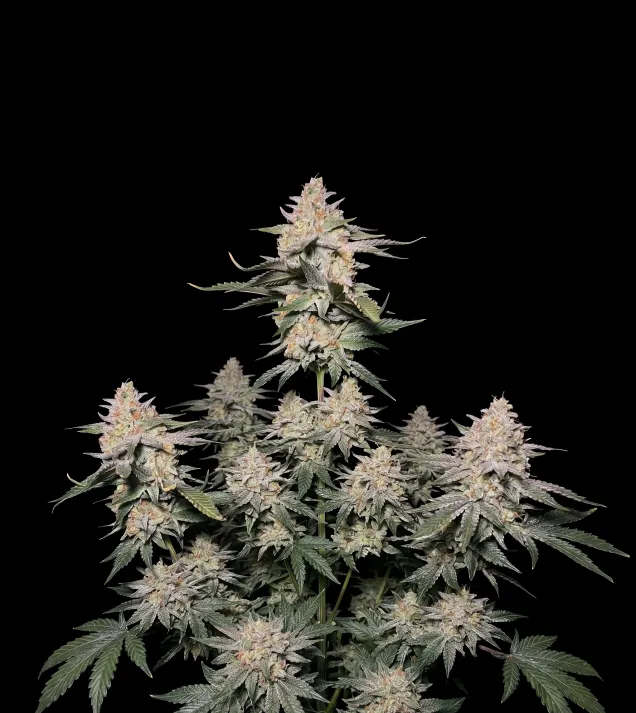 Northern Lights Regular
