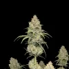 Orange Bud