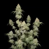 Orange Bud