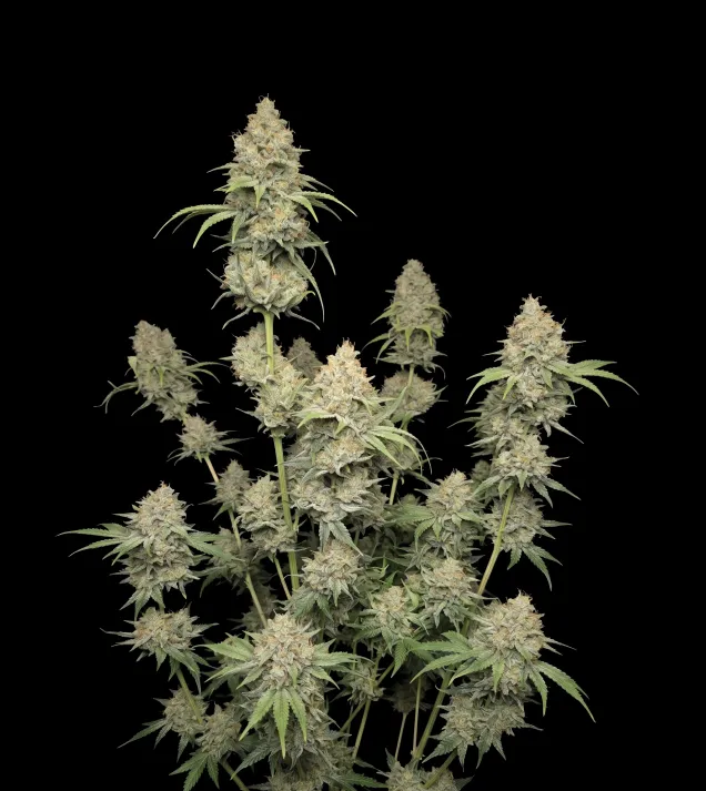 Orange Bud