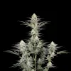 Pineapple Chunk