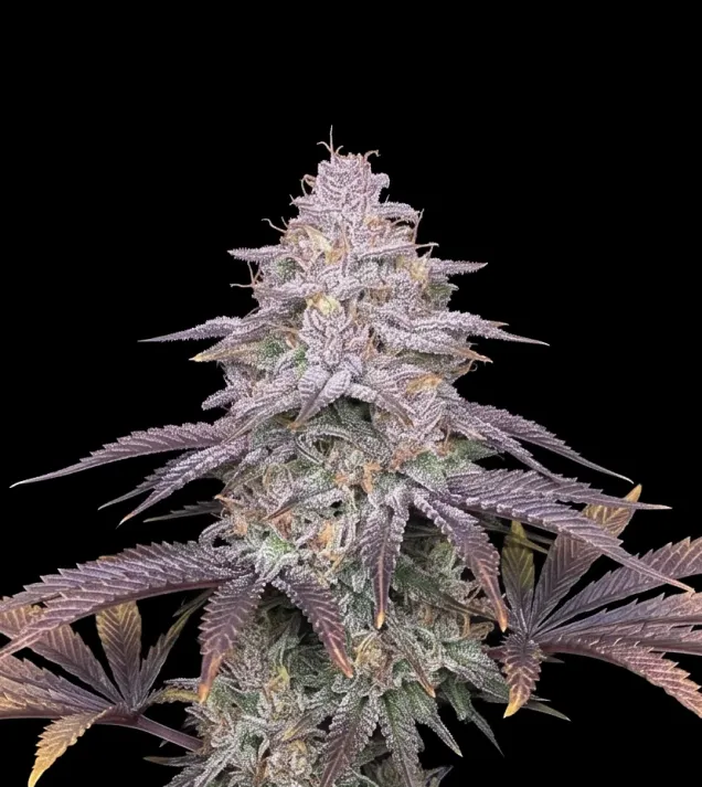 Pineapple Kush