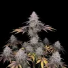 Pineapple Kush