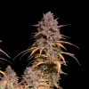 Pink Rozay Auto