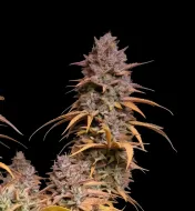 Pink Rozay Auto