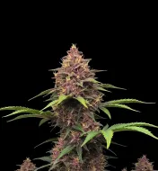 Purple Kush F1