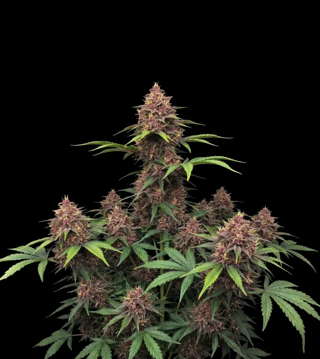 Purple Kush F1