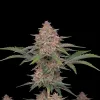 Rainbow Kush Auto