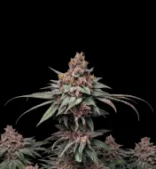 Rainbow Kush