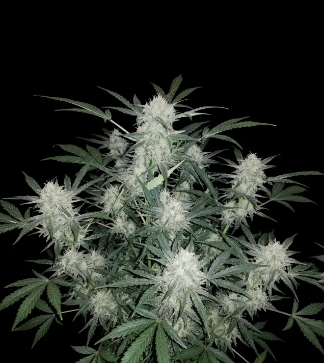 Skunk Auto