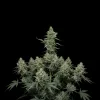 Skunk