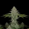 Skunk Regular