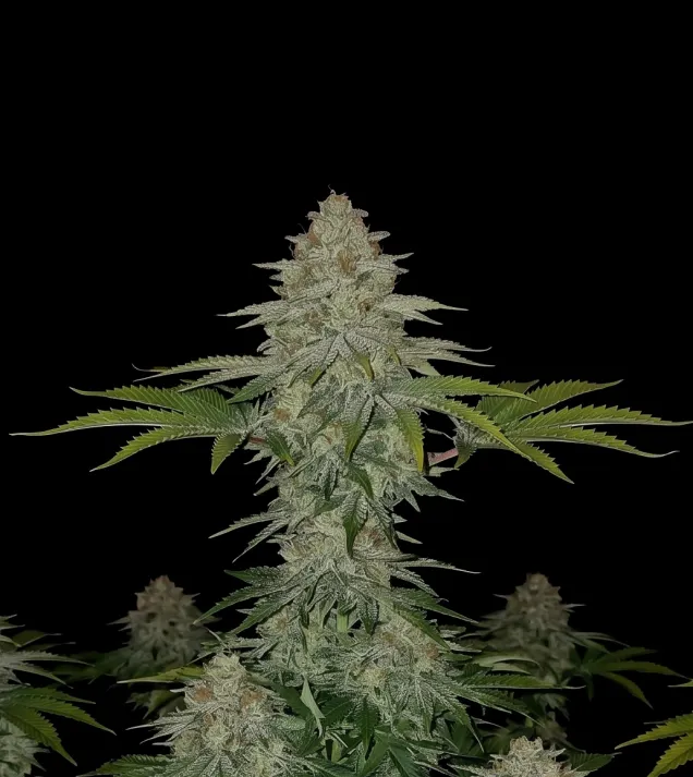 Skunk Regular