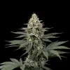Skywalker