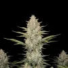 Somango Auto