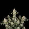Somango Auto