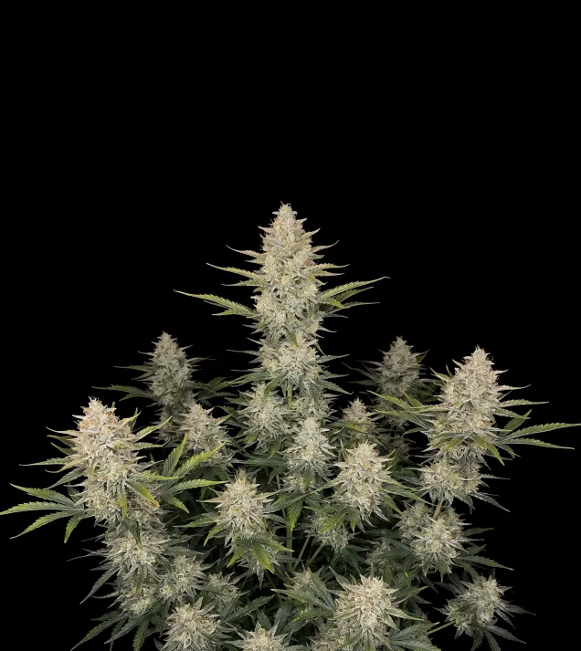 Somango Auto