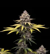 Somango Fast
