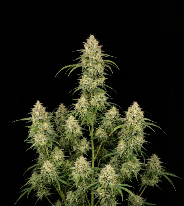 Somango