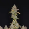 Sour Diesel Regular