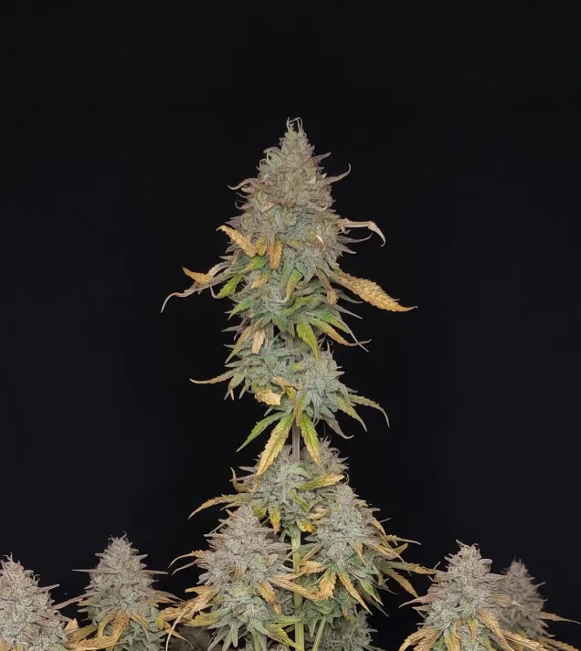 Sour Diesel Regular