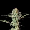 Strawberry Haze