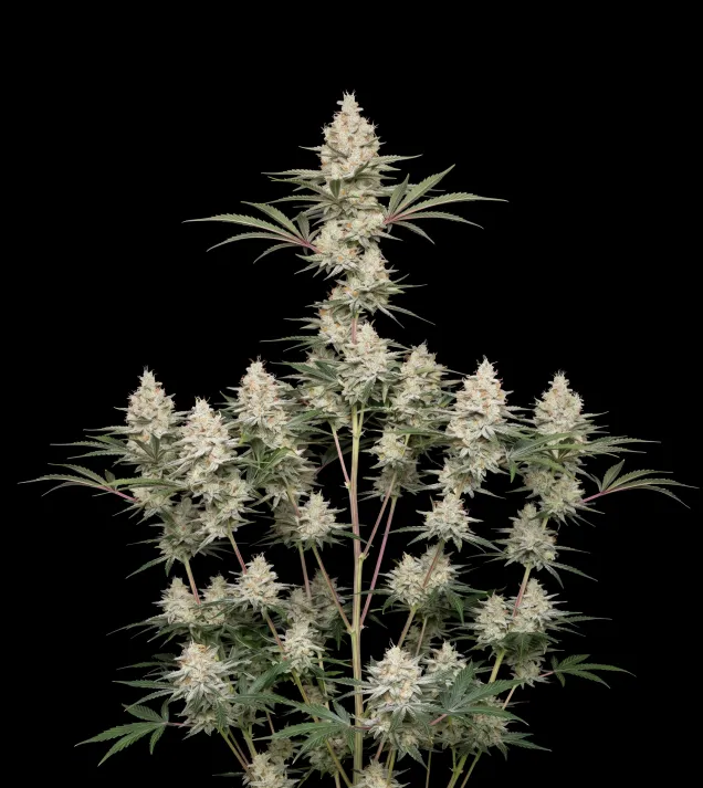 Super Lemon Haze