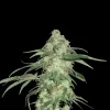 Super Silver Haze