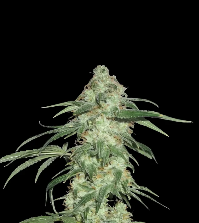 Super Silver Haze