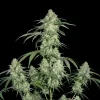 Super Silver Haze