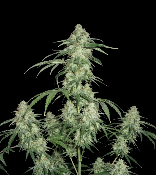 Super Silver Haze