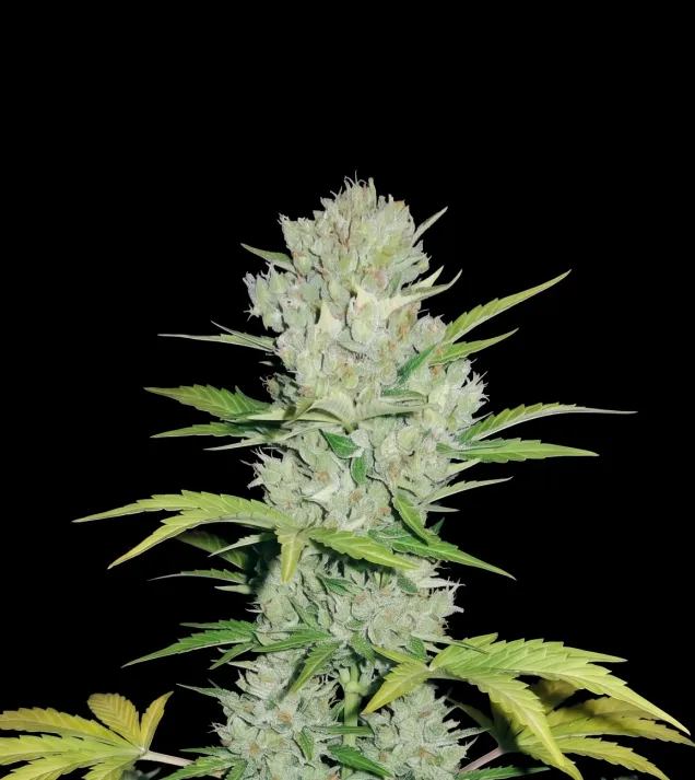 Super Skunk Auto