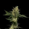 Tangie